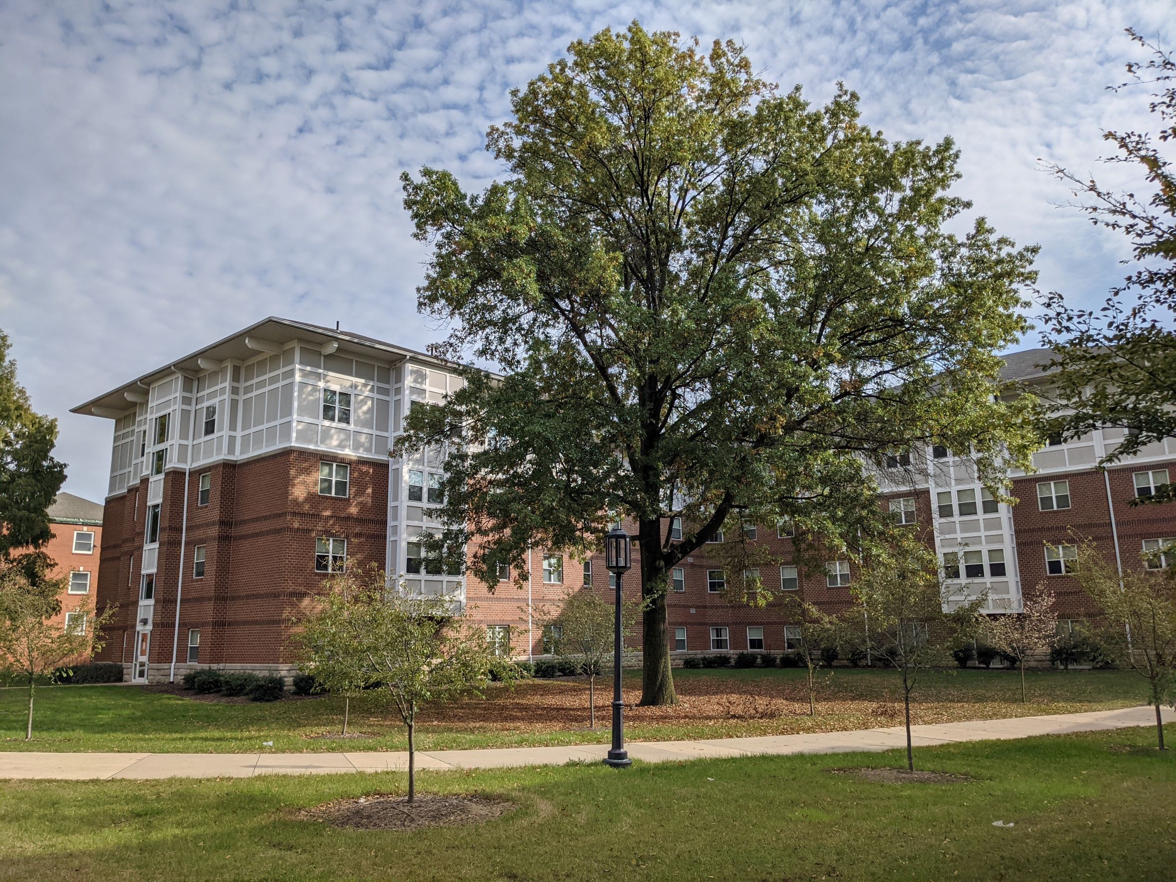 Arts & Crafts style living learning student housing community dormitory building with pink brick and white board and batten Tudor style trim and deep overhangs, large American Elm tree in foreground of courtyard with building wrapping around the tree